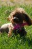 Puppy In Grass - iPhone